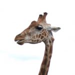 The differences of giraffes' coat colors occur due to what they eat and where they live