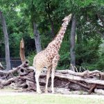 Giraffe coat colors vary from practically black to light tan and the differences occur due to what they eat and where they live