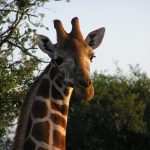 A giraffe's coat colors vary from practically black to light tan and the differences occur due to what they eat and where they live