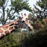 Giraffes' coat colors vary from practically black to light tan and the differences occur due to what they eat and where they live