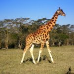 The giraffes' coat colors vary from practically black to light tan and the differences occur due to what they eat and where they live