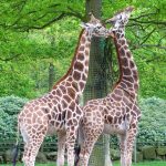 Characterized by its distinctive pattern, long legs, and long neck, many people first believed that a giraffe was a cross between a camel and a leopard