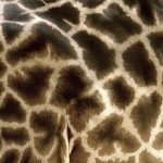 The giraffe's coat colors vary from practically black to light tan and the differences occur due to what it eats and where it lives