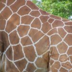 Giraffe’s markings are as unique as our fingerprints