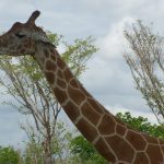 A giraffe’s markings are as unique as our fingerprints