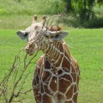 The giraffe’s markings are as unique as our fingerprints