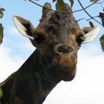 Giraffes' markings are as unique as our fingerprints