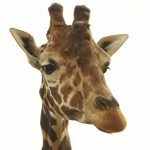 Masai giraffes have markings that look like oak leaves