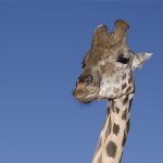 The Masai giraffes have markings that look like oak leaves