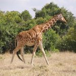 The Masai giraffe has markings that look like oak leaves