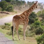 Masai giraffe has markings that look like oak leaves