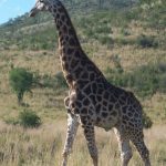 A Masai giraffe has markings that look like oak leaves