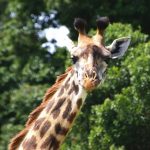 The Masai giraffe has markings that look like oak leaves and are as individual as our fingerprints
