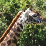 Masai giraffe has markings that look like oak leaves and are as individual as our fingerprints