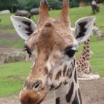 Masai giraffes have markings that look like oak leaves and are as individual as our fingerprints