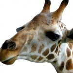 The Masai giraffes have markings that look like oak leaves and are as individual as our fingerprints