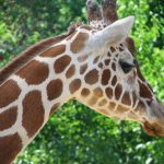 Masai giraffe has markings that look like oak leaves and are is as individual as our fingerprints