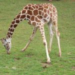 A Masai giraffe has markings that look like oak leaves and are is as individual as our fingerprints