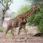 Characterized by its distinctive pattern, long neck, and long legs, many people believed that a giraffe was a cross between a camel and a leopard