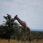 The reticulated giraffe are found only in northern Kenya