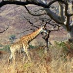 A reticulated giraffe is found only in northern Kenya