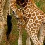 Reticulated giraffe is found only in northern Kenya