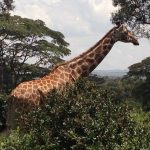 Reticulated giraffes are found only in northern Kenya
