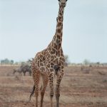 Reticulated giraffes are only found in northern Kenya