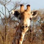 Characterized by its distinctive pattern, long neck, and long legs, many people first believed that giraffes were a cross between a camel and a leopard