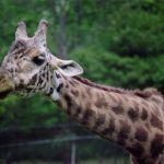 A reticulated giraffe is only found in northern Kenya