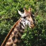 The reticulated giraffe has a dark coat