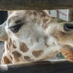 Reticulated giraffe has a dark coat