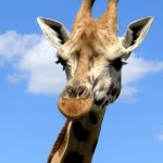 Reticulated giraffes have dark coats
