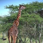 The reticulated giraffes have dark coats