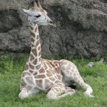 The reticulated giraffes have dark coats with a web of narrow white lines