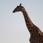 Reticulated giraffes have dark coats with a web of narrow white lines