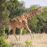 Reticulated giraffes, found only in Northern Kenya, have dark coats with a web of narrow white lines