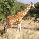 The reticulated giraffes, found only in Northern Kenya, have dark coats with a web of narrow white lines