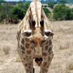 A giraffe is characterized by its long neck, long legs, and distinctive spotted pattern