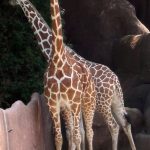 Characterized by its distinctive pattern, long legs, and long neck, many people first believed that giraffes were a cross between a camel and a leopard