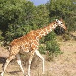 The reticulated giraffes, only found in Northern Kenya, have dark coats with a web of narrow white lines