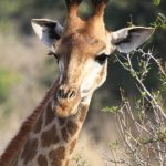Reticulated giraffes, only found in Northern Kenya, have dark coats