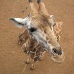 The reticulated giraffes, only found in Northern Kenya, have dark coats