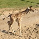 The reticulated giraffes, found only in Northern Kenya, have dark coats