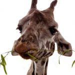 Reticulated giraffes, found only in Northern Kenya, have dark coats