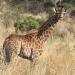 Masai giraffes have patterns like oak leaves while the reticulated giraffes have dark coats with a web of narrow white lines
