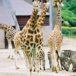 The Masai giraffe has patterns like oak leaves while the reticulated giraffe has a dark coat with a web of narrow white lines