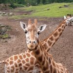 Giraffe's scientific name is Giraffa camelopardalis