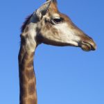 A Masai giraffe has patterns like oak leaves while a reticulated giraffe has a dark coat with a web of narrow white lines