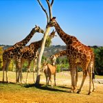 Masai giraffe has patterns like oak leaves while reticulated giraffe has a dark coat with a web of narrow white lines